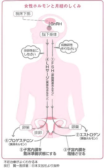 過少 月経